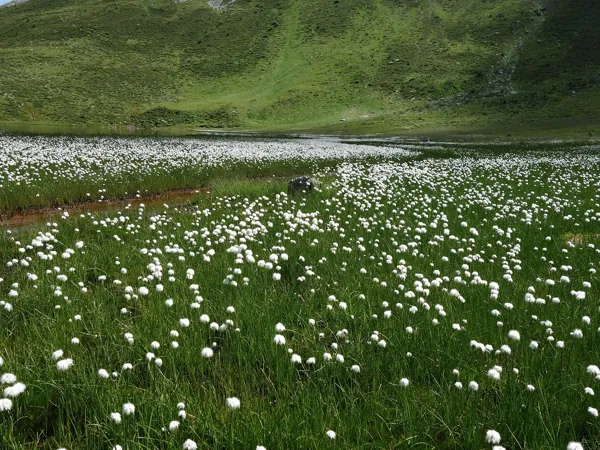 am südlichen Seeunfer Wollgras