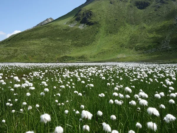 am südlichen Seeunfer Wollgras