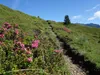 von der Naturfreundehütte zur Bergstation Faschingalm