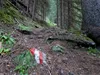 von der Brunnalm Richtung Unterarnalm