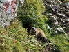 von Oberarnalm Richtung Gipfel Regenstein