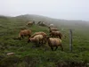 von Ochsnerhütte Aufstieg Richtung Gipfel Scharnik Schafherde