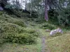 Aufstieg Richtung Hirtenhütte