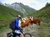 Kühe versperren den Weg bei der Abfahrt