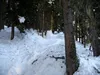 durch Waldstück